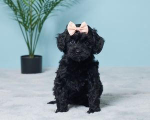 Jody Cavapoo puppy